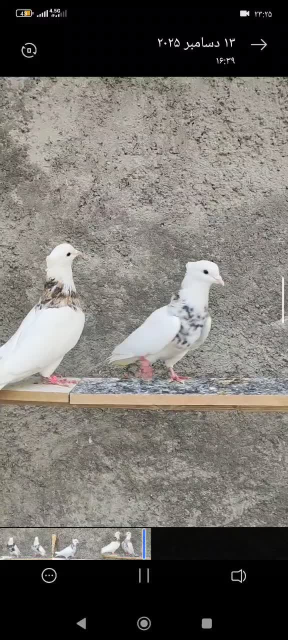 طوقی|پرنده|اسلام‌‌آباد غرب, |دیوار