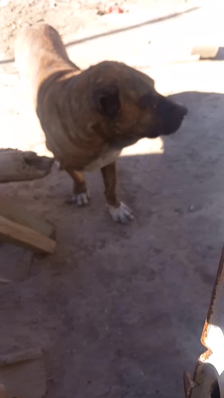 سگ خراسانی|سگ|سیرجان, |دیوار