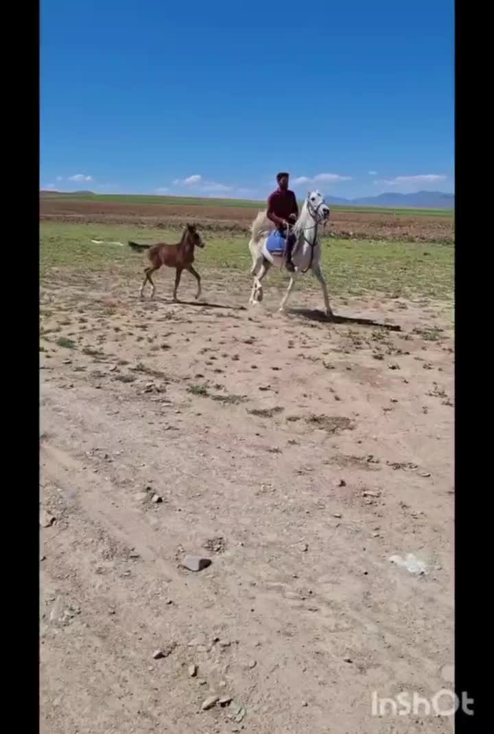 اسب|اسب و تجهیزات اسب‌سواری|بستان آباد, |دیوار