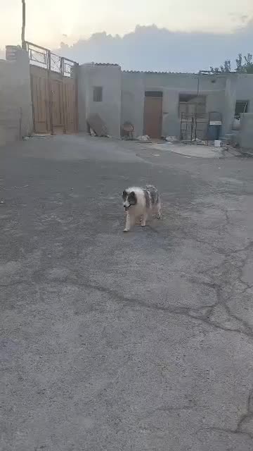 سگ سامویید|سگ|اصفهان, کوی امیریه|دیوار