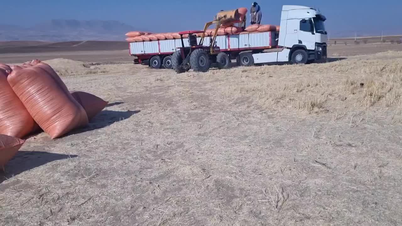 کاه خوشه گندم کردستان|لوازم جانبی حیوانات|کرمان, |دیوار