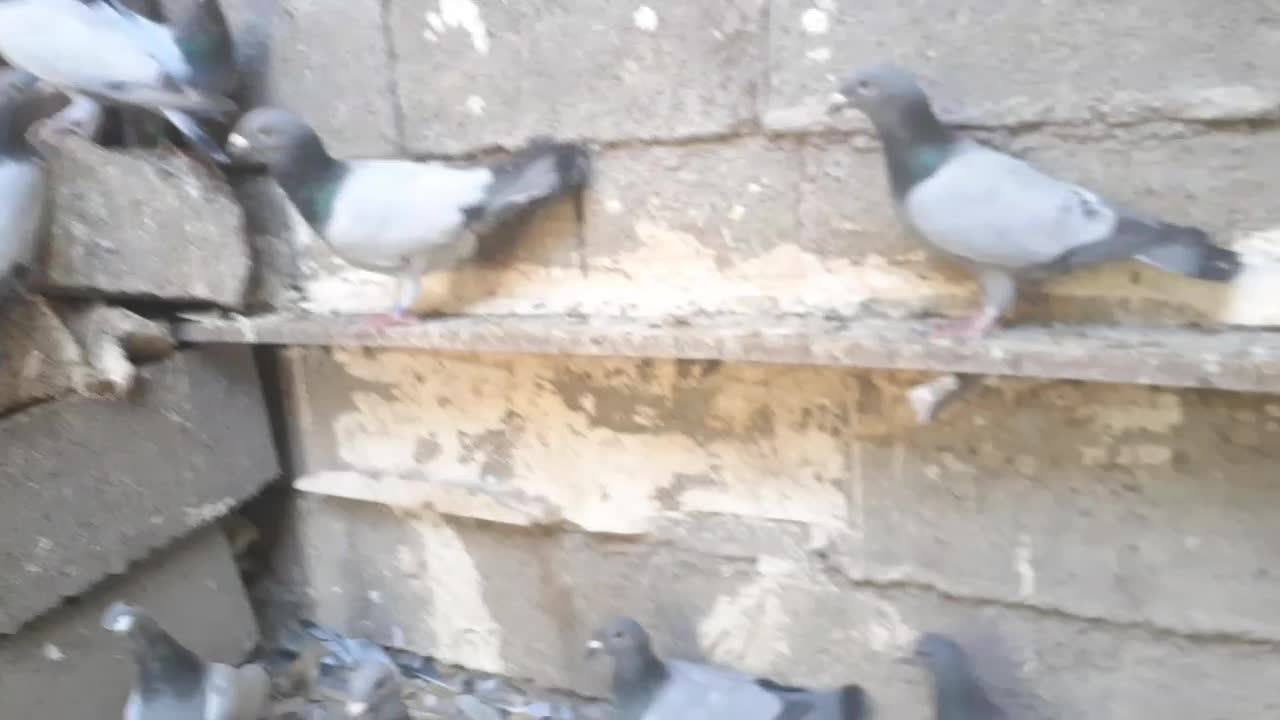 فروش سبز بی خط|پرنده|کوه چنار, |دیوار