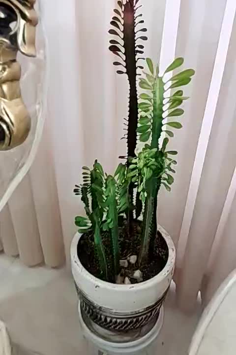 گل وگیاه|گل و گیاه طبیعی|مشهد, امامیه (شهرک غرب)|دیوار