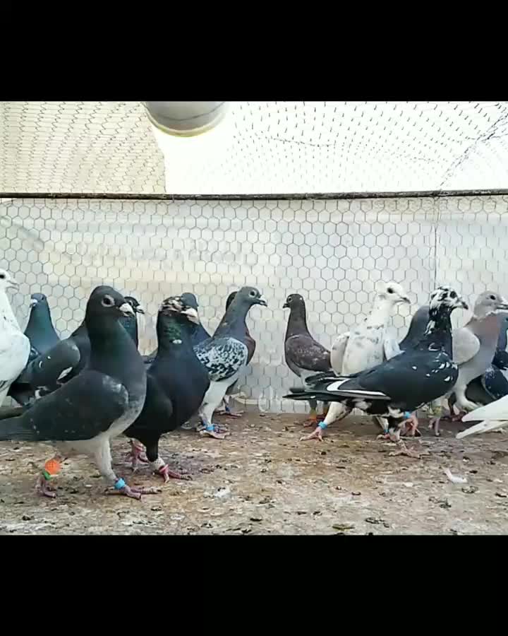 دسته کفتر پلاکی.کفتر.جهرم.|پرنده|شیراز, آزادگان|دیوار
