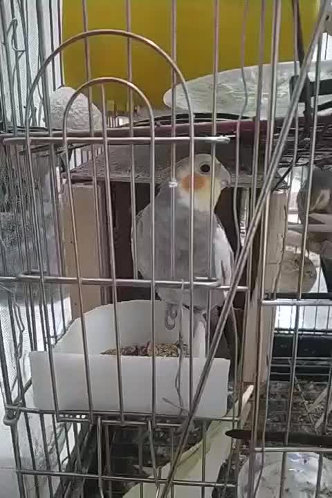 فروش پرنده عروس هلندی|پرنده|ایوان, |دیوار