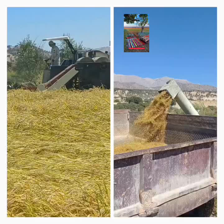 فروش برنج چمپا|خوردنی و آشامیدنی|لوداب, |دیوار