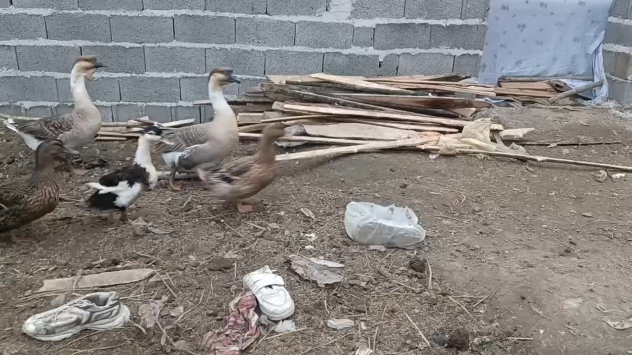 قو غاز اصیل|حیوانات مزرعه|رشت, لاکان|دیوار