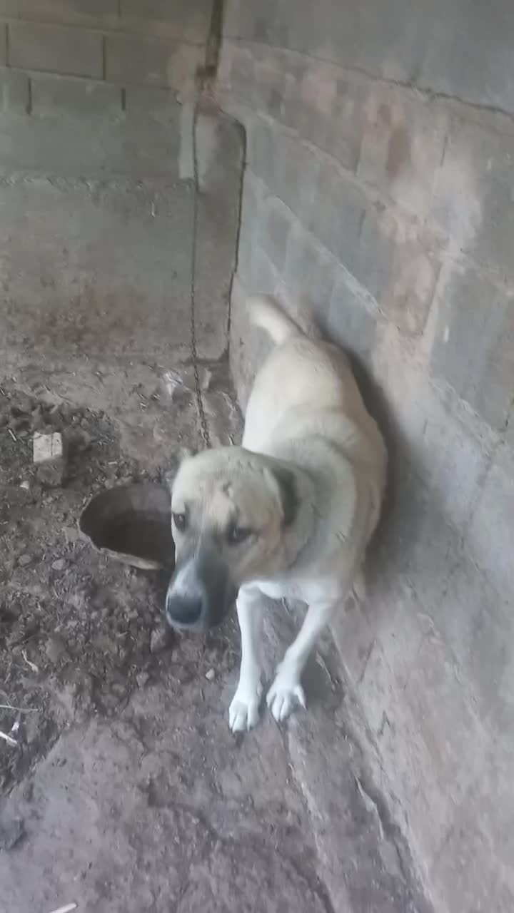 فروشی|سگ|قزوین, |دیوار