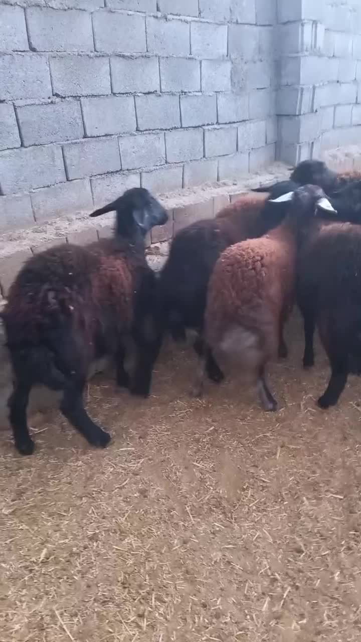 گوسفند. ۲۰راسبرهمادهقرهقزلافشارآبستندرجه۱|حیوانات مزرعه|بناب, |دیوار