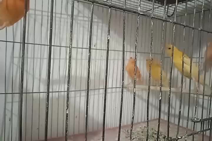 قناری سرخ ردفاکتور|پرنده|پلدختر, |دیوار