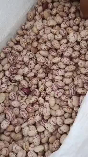 فروش لوبیا چیتی و قرمز|عمدهفروشی|مرودشت, رودبال|دیوار