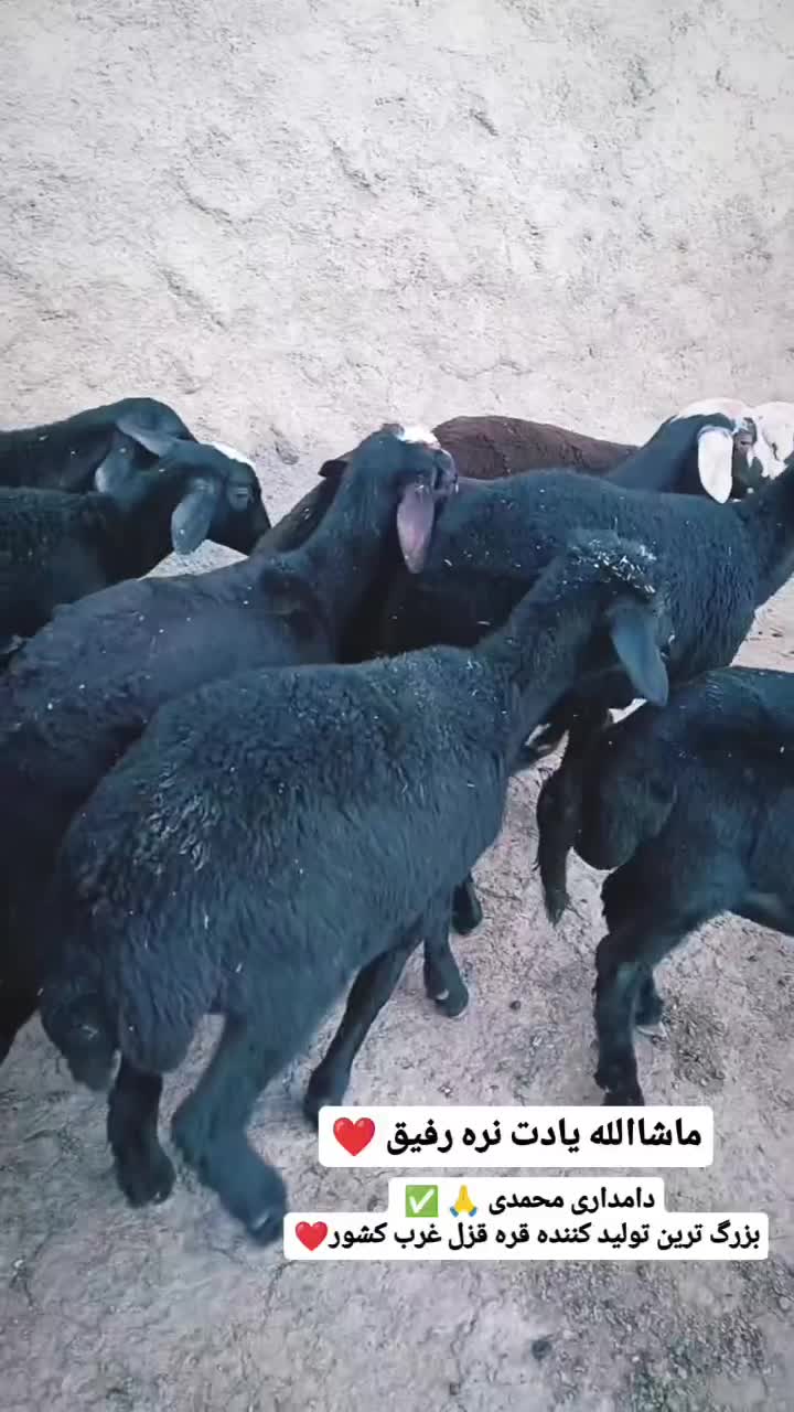 بره ماده قره قزل گوسفند میش قوچ شیشک افشار|حیوانات مزرعه|زنجان, |دیوار