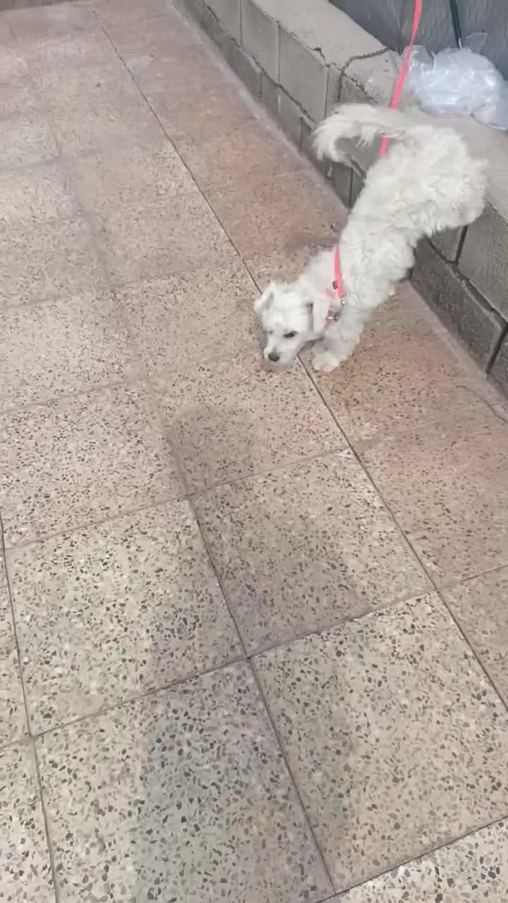 سگ خانگی|سگ|بم, |دیوار