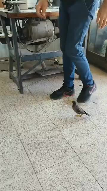 مرغ مینا دستی نر|پرنده|اهواز, گلستان|دیوار