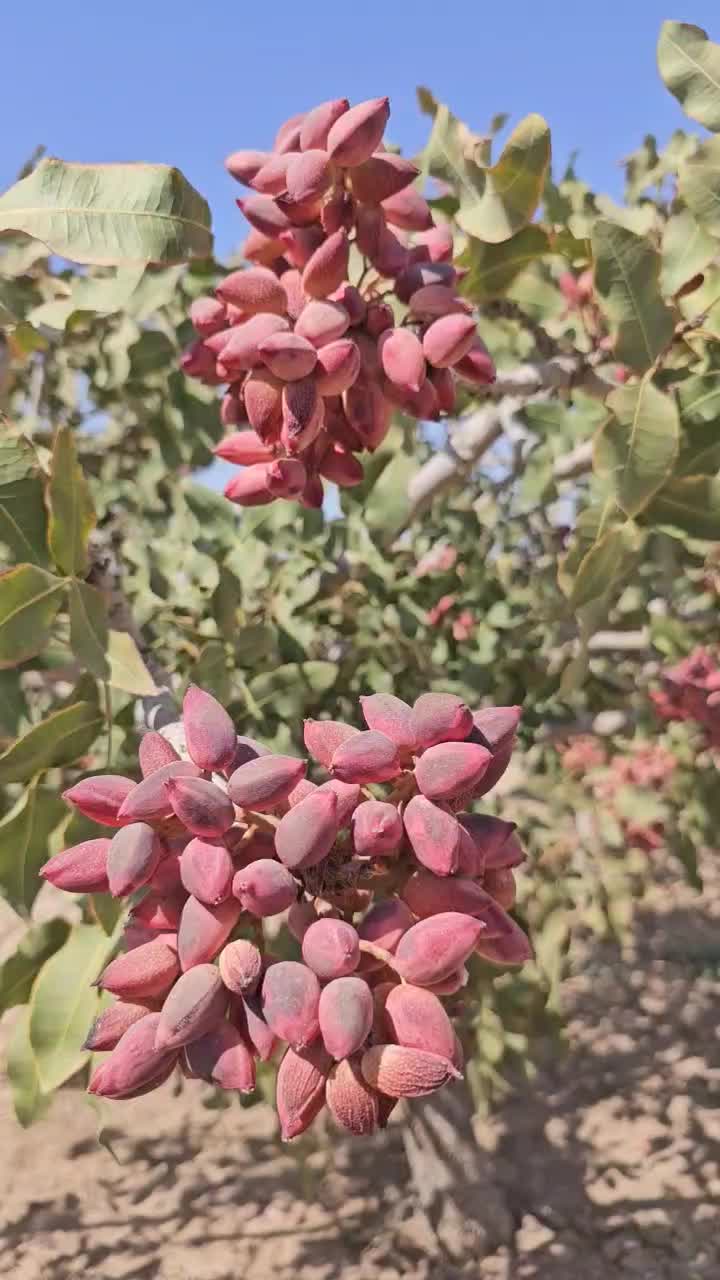 فروش پسته در انواع مختلف|خدمات باغبانی و درختکاری|مه ولات, |دیوار