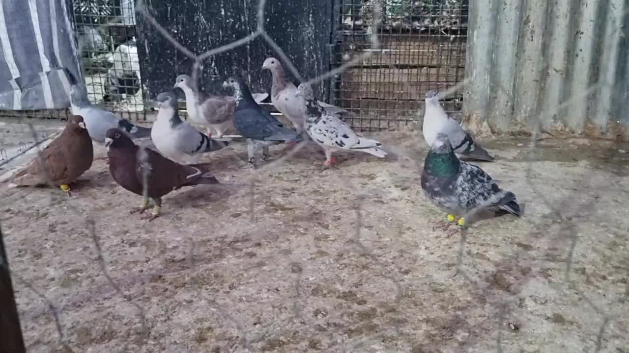 10عدد کبوتر نر پرشی|پرنده|اسفراین, |دیوار