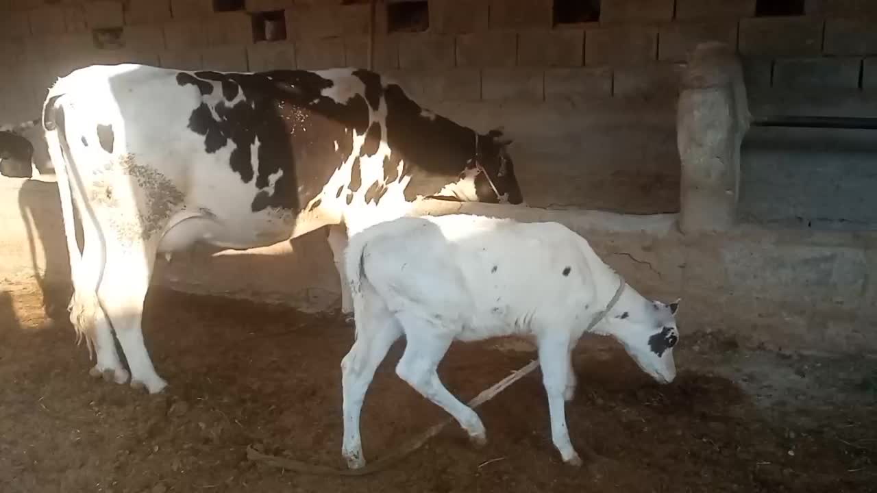 گاو زاییده شیری وچرم شیر با گوساله|حیوانات مزرعه|هیرمند, |دیوار