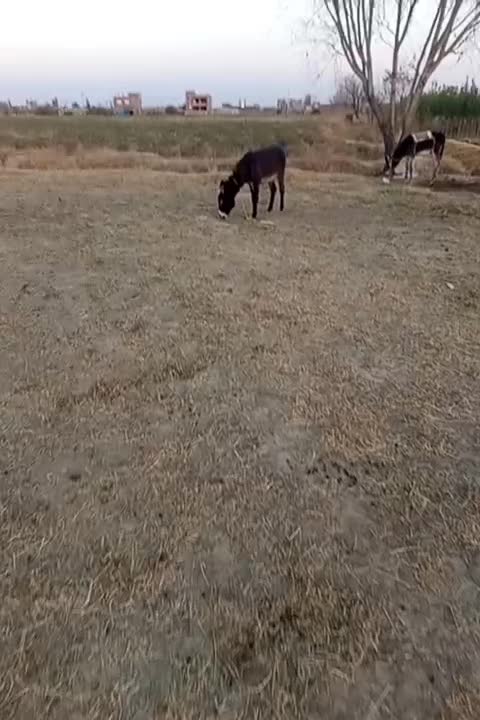 اولاغ ماده بخاطر نه بودن جا می فر شم|حیوانات مزرعه|فیروزآباد (آذربایجان), |دیوار