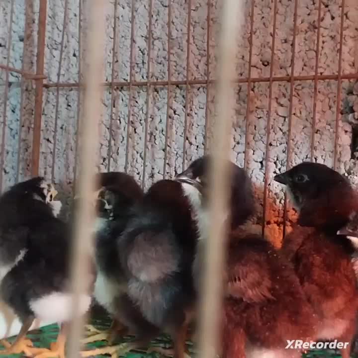 جوجه گلین پنگوئنی  و طوسی|حیوانات مزرعه|رشت, معلم|دیوار