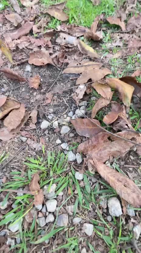 کلبه سوئیسی قیمت مناسب از امشب خالی|اجارهٔ کوتاه‌مدت ویلا و باغ|شاندرمن, |دیوار