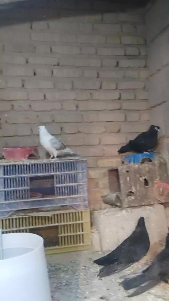 چنتا زاغ یایجف پشدار جهت معاوضه|پرنده|جیرفت, |دیوار