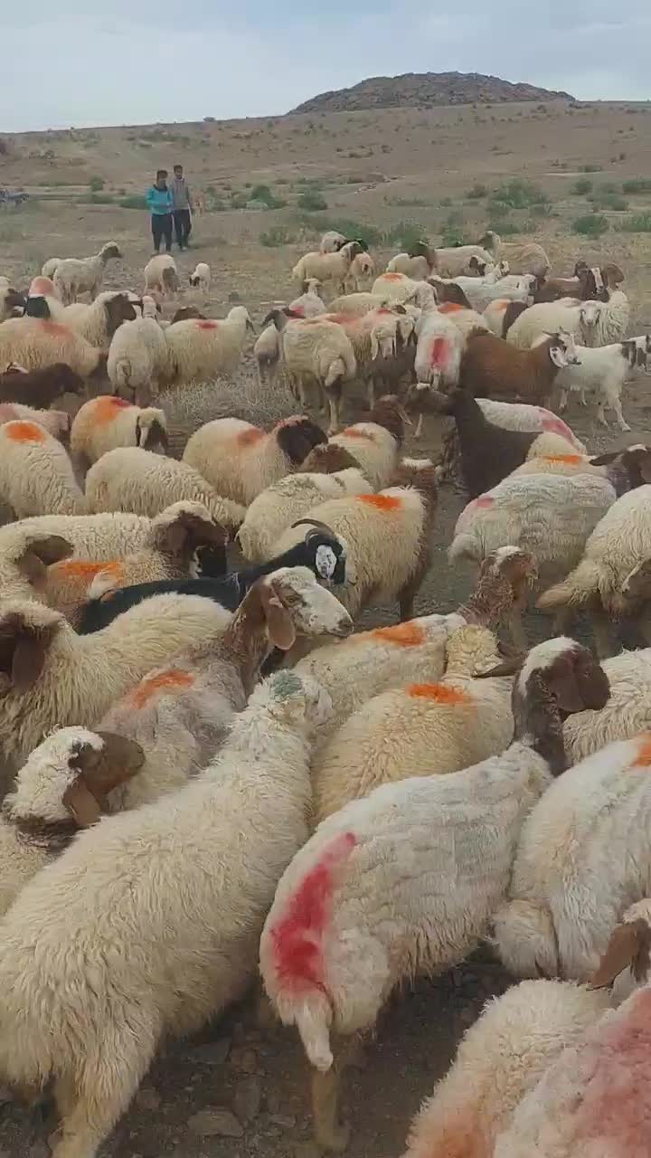 بره نر|حیوانات مزرعه|گناباد, |دیوار