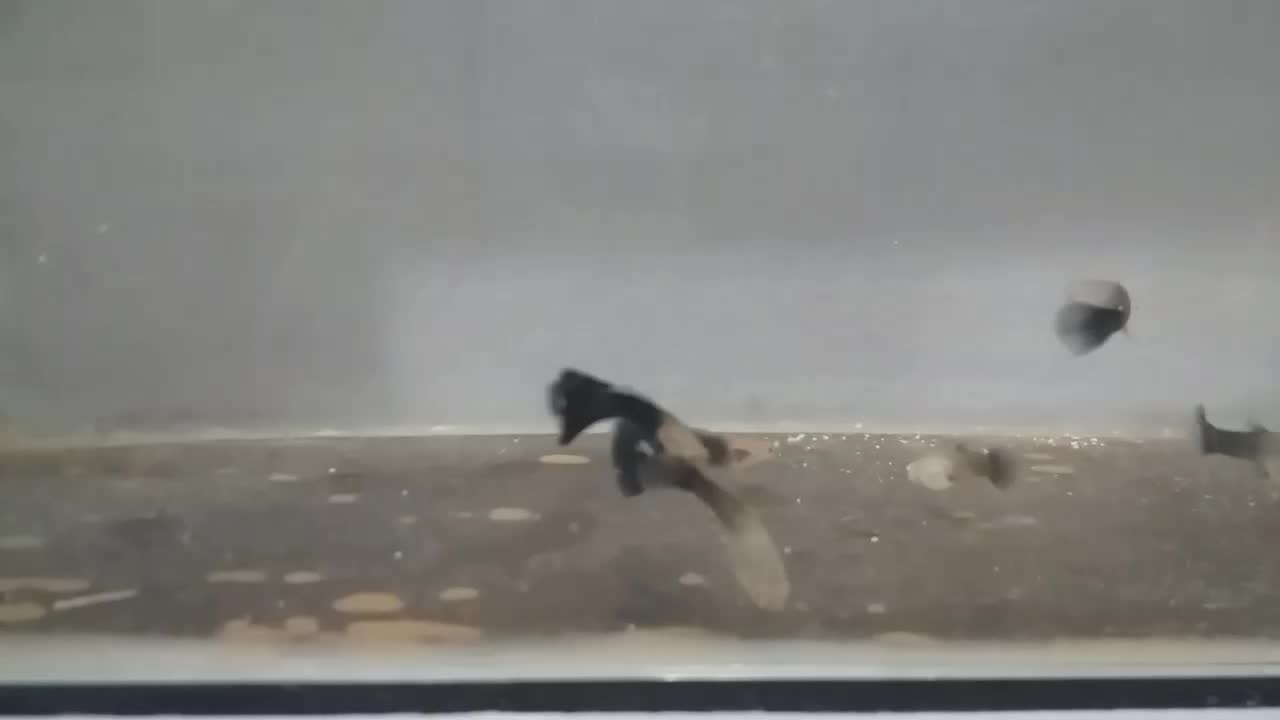 ماهی گپی مولد و پیش مولد|ماهی|مشهد, امیر المومنین|دیوار