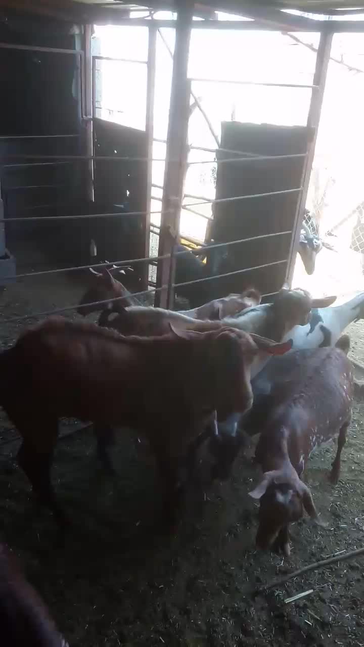 نری صلاله پچی|حیوانات مزرعه|فین, |دیوار