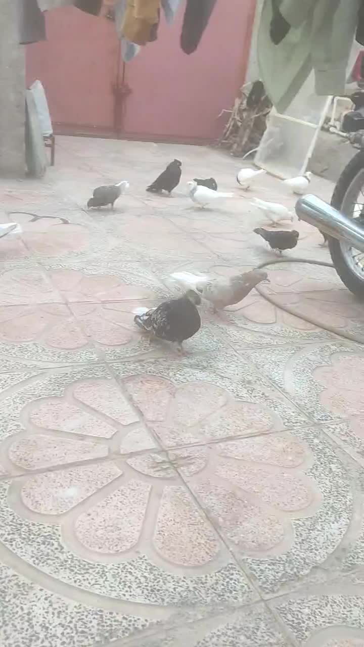 تعدادی پرنده درجه یک|پرنده|سیرجان, |دیوار