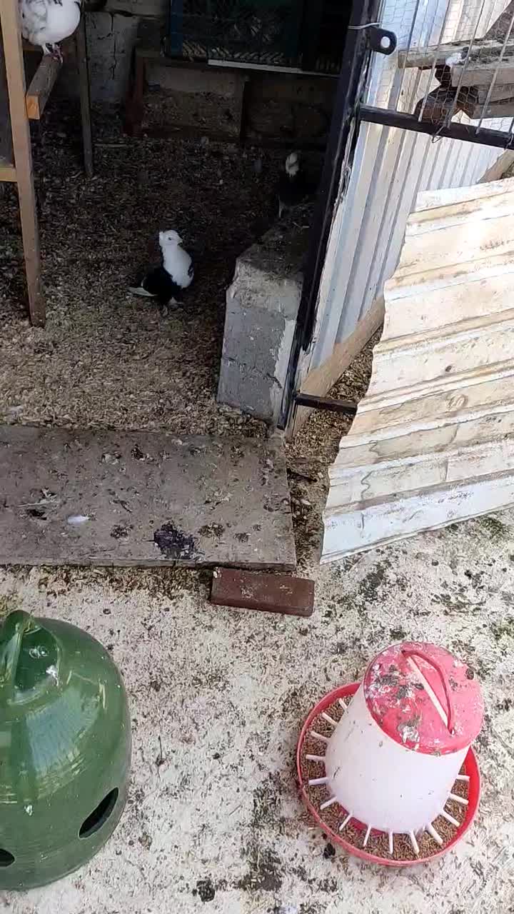 کبوتر پرشی|پرنده|چالوس, |دیوار