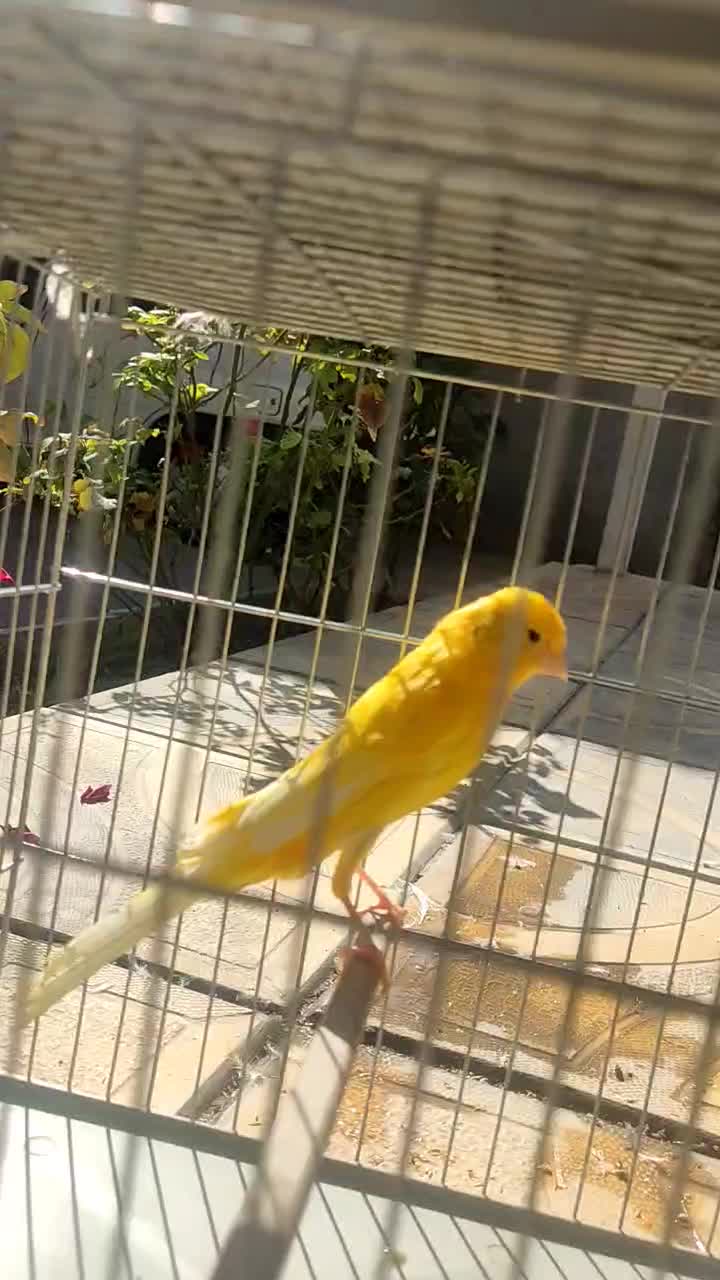 قناری رسمی بلند|پرنده|بهار, |دیوار