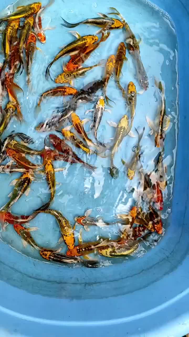 کوی سوپر باله تایلندی 10تا 20سانت کیفیت عالی|ماهی|اصفهان, مولوی|دیوار