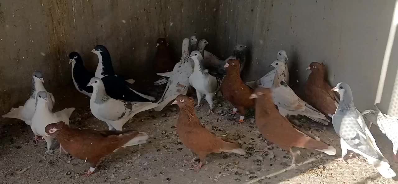 23عدد کفتر پرنده|پرنده|قزوین, |دیوار