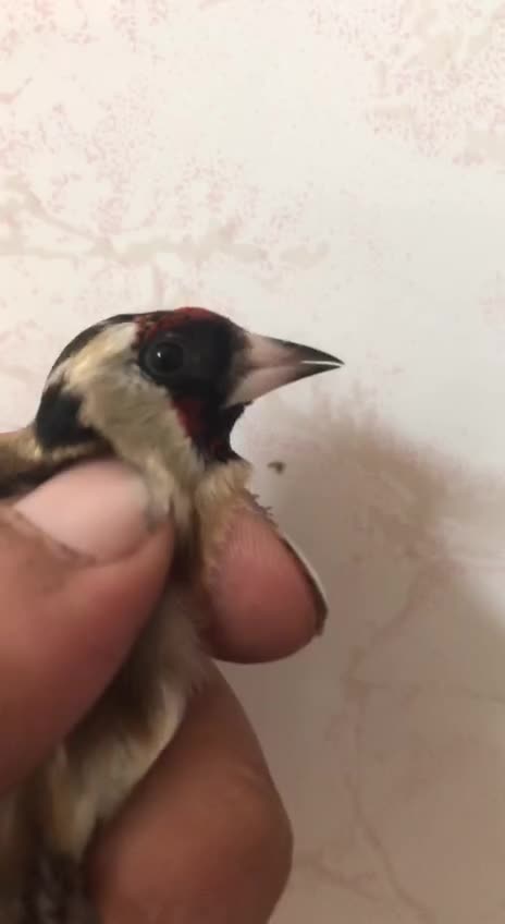 نشان دار لکو پیس سیاه سهره|پرنده|اردبیل, |دیوار