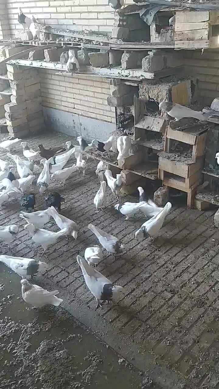 پرنده|پرنده|مبارکه, |دیوار