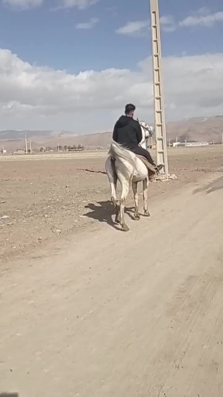 نریون کرد|اسب و تجهیزات اسب‌سواری|اصفهان, سروستان|دیوار