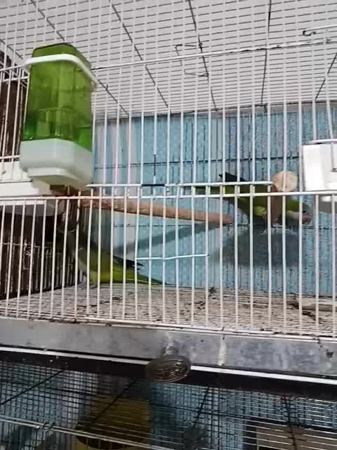 طوطی راهب ۲عدد ماده همراه تست جنسیت|پرنده|رشت, جانبازان|دیوار