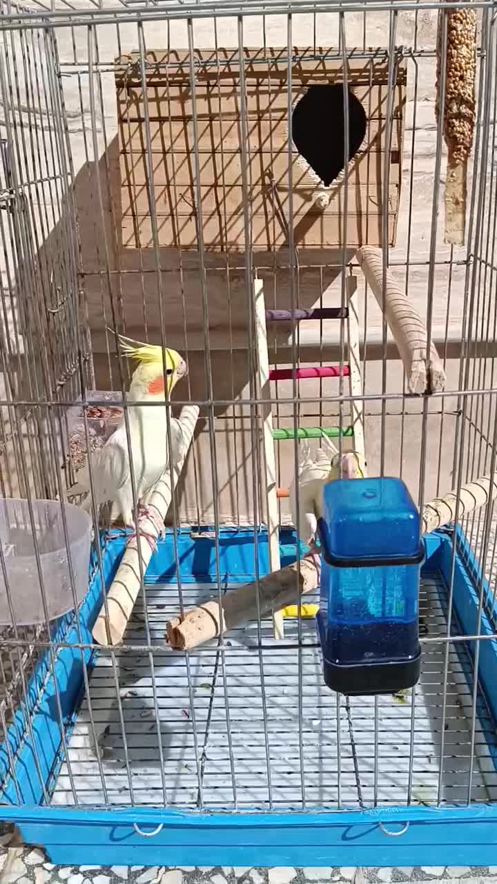 عروس هلندی مولد|پرنده|نورآباد, |دیوار