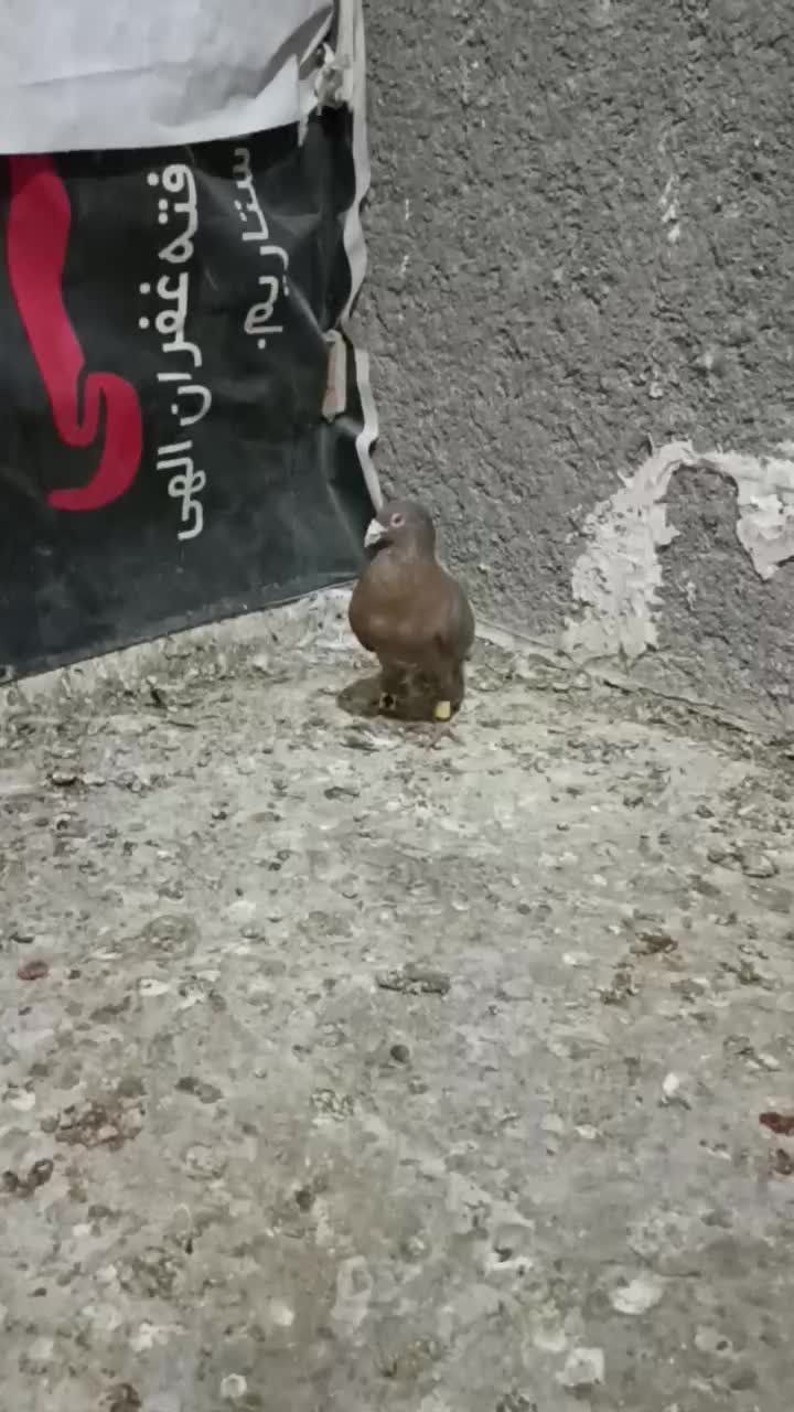 کبوتر پلاک|پرنده|دوگنبدان, |دیوار