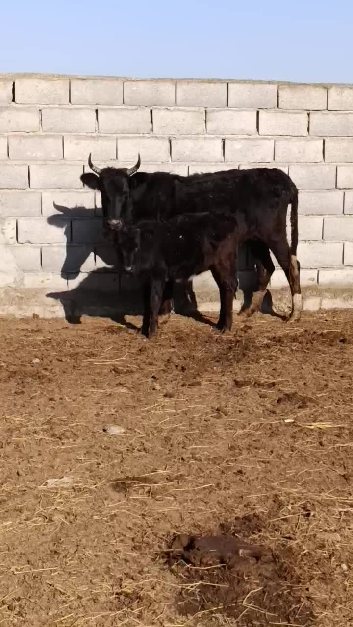 یک عدد گاو با گوساله ماده شکم اول|حیوانات مزرعه|آق قلا, |دیوار