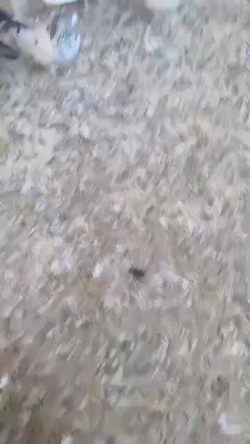 کبوتر تهرانی|پرنده|نسیمشهر, |دیوار