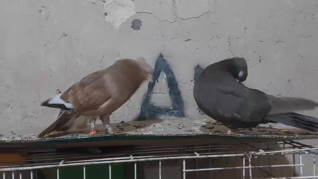 چش نوک|پرنده|مسجد سلیمان, |دیوار