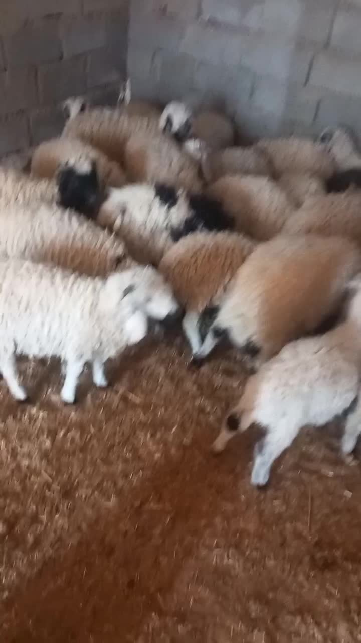 بره نر|حیوانات مزرعه|جیرفت, |دیوار