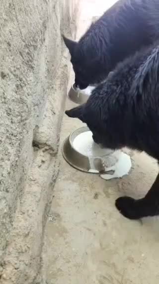 ژرمن بلک شولاین|سگ|زاهدان, |دیوار