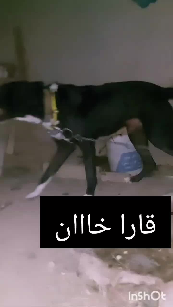 واگذاری سگ نگهبان سرابی|سگ|تهران, آذری|دیوار