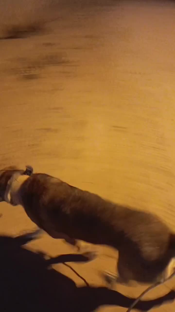 سگ گم شده|حیوانات|بجنورد, |دیوار