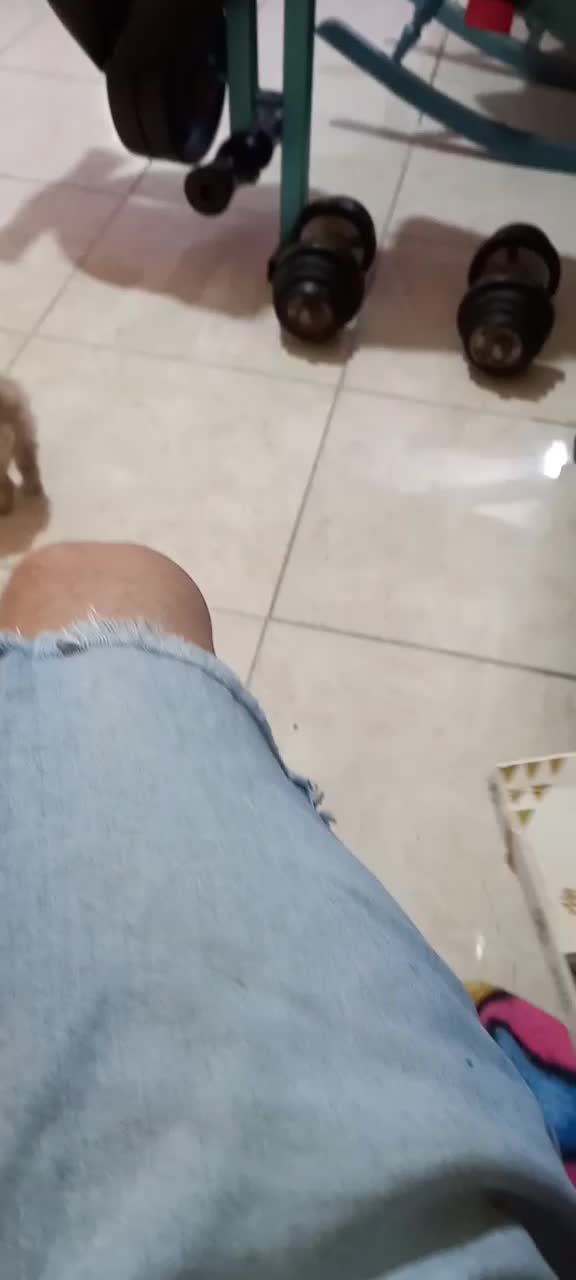 سگ پامر شیتزو میکس خاص|سگ|مشهد, حجت|دیوار