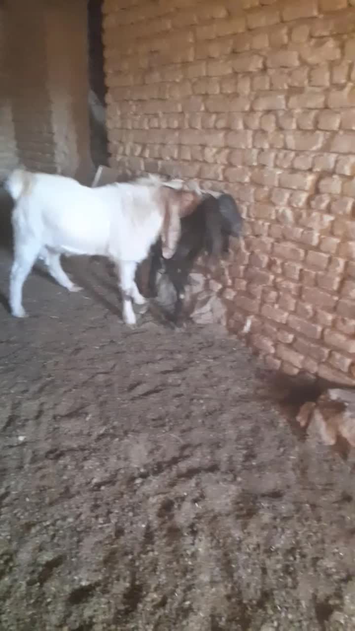 سلام خدمت دوستان یک نربزجوان دودندون|حیوانات مزرعه|بجنورد, |دیوار