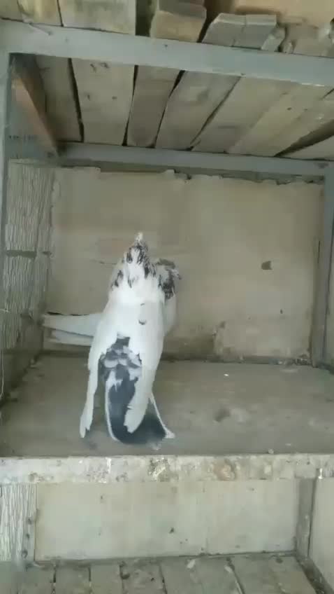 کفتر پرشی سو قدیم کاشان|پرنده|کاشان, مصلی|دیوار