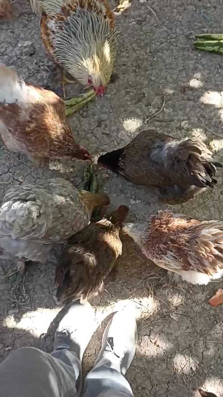 تخم نطفه دار برهما|حیوانات مزرعه|کاشان, راوند|دیوار